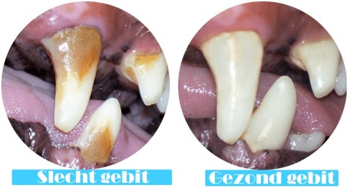 Afbeelding van hoe tandplak en tandsteen eruit zien op het gebit van een hond